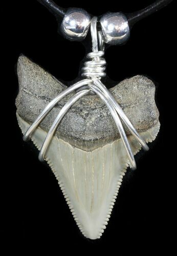 Fossil Angustiden Tooth Necklace - Megalodon Ancestor #47794